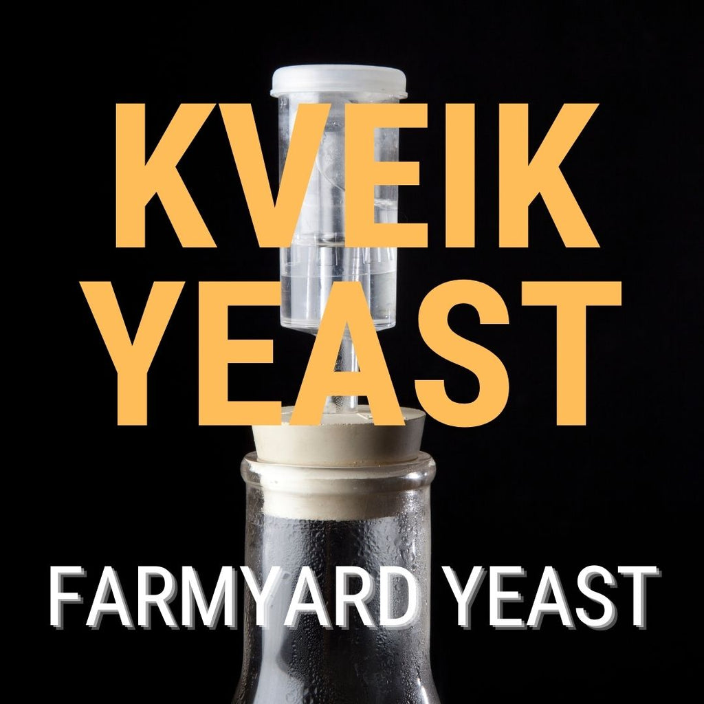 Kveik Yeast: find out what the hype is
